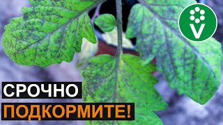 НЕ ПОТЕРЯЙТЕ СВОИ ТОМАТЫ! Признаки фосфорного голодания помидоров