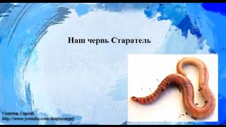 Дождевой червь Старатель