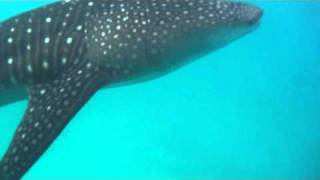 pointing a GOPRO on a kanigandu at a whale shark