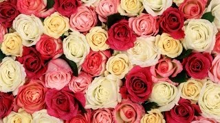 Роза чайно гибридная[Rose hybrid tea]