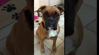 Dog boxer says mama боксер говорит мама