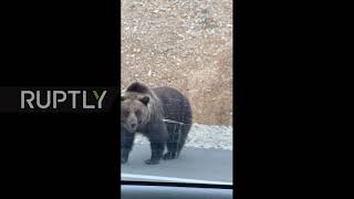 Bears can"t be choosers! Roadside cubs beg for food from drivers on Russian motorway