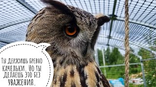 Сова Ёль задумала коварство. Подрыв качелек неизбежен?