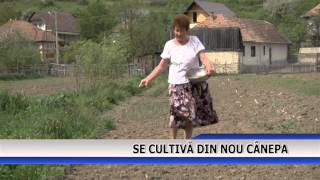 Se cultiva din nou canepa