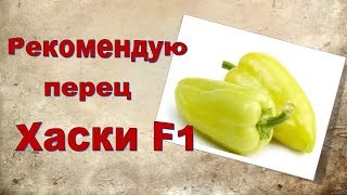 Перец высокоурожайный Хаски F1,рекомендую посадить