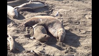 Elephant Seals Battle For Dominance & Breeding Rights ~ 2.12.19