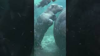 Baby Hippo Fritz More Active in the Big Pool - Cincinnati Zoo #shorts