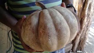 El Ayote, conocido tambien como calabaza