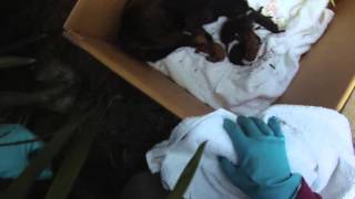 Rescue stray cat and her babies