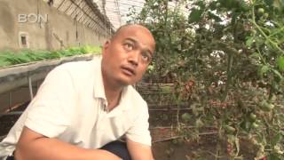 Bestmade Tang Farm