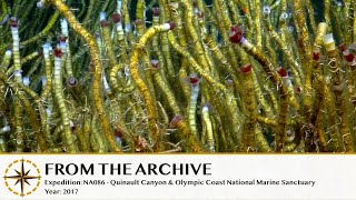 Life at Extremes: Biology of Brine Pools and Methane Seeps - 2014 (Remastered!) | Nautilus Live