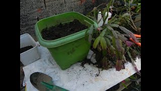 Dicas Dona Maria - Flor de Maio - Como replantar e qual adubo uso