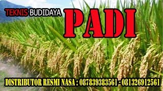 081326912561 Cara Budidaya Padi | Cara Pemupukan Padi