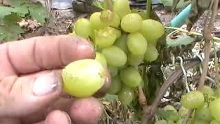Сорт винограда "Подарок брату" - сезон 2019 # Grape sort "Podarok bratu"