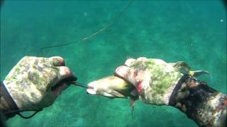 13ft. Tiger Shark at Haleiwa, Oahu 6/9/12
