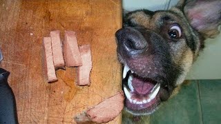 Best Funny Videos Of Dogs ???? And Cats ???? - Try Not To Laugh!