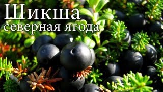 [РВ] Шикша