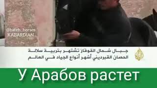 Репортаж канала Аль Джазира о кабардинской лошади / Яганов