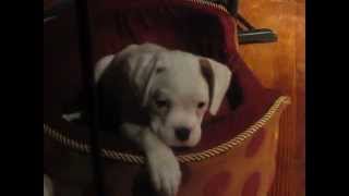 cute puppy boxer runs into a wall