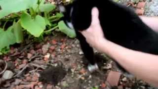 Cookie Enslaving Ants