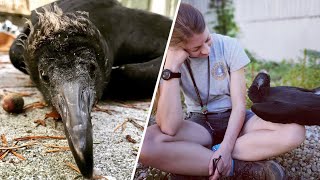 Forget what you know about vultures. Meet Bash.