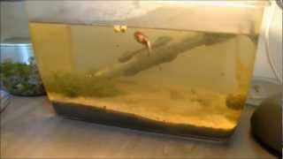 HD 720p Hodowla przekopnicy australijskiej - Triops australiensis