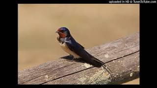 Vogelbestimmung: Rauchschwalbe (Hirundo rustica)