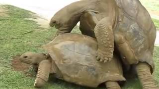 Гигантские черепахи занимаются сексом  Giant Turtles Mating