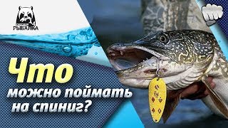 Русская рыбалка 4. Ловим на спиннинг. Вьюнок