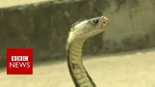 Thai survival training: Drinking cobra blood in the jungle - BBC News