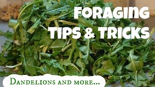 Foraging Tips & Tricks: Dandelion, Dock, Plantain