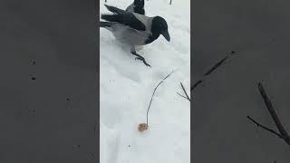 Вороны / Crows