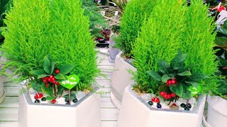 다육이화초농장(공기정화식물)Air purification plant succulent plant flower plantation