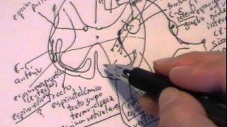 NEUROANATOMIA 2..0: MÉDULA ESPINAL CONFIGURACIÓN INTERNA