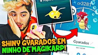 POKÉMON GO 2 #13 - PROCURANDO SHINY GYARADOS EM NINHO DE MAGIKARP !!