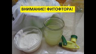 ФИТОФТОРА. ЧАСТЬ 7. ОБРАБОТКА ТОМАТОВ СЫВОРОТКОЙ. 
