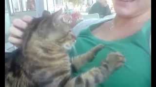 Сиськи и кот - tits loving cat