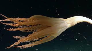 Discovery of a Solumbellula Sea Pen - First Time in the Pacific! | Nautilus Live