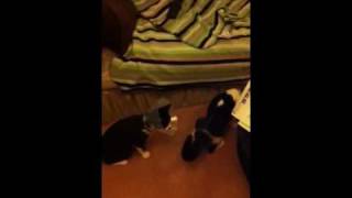 Funny cat walking backwards