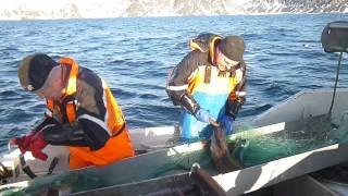 Прибрежный лов трески  31 марта 2016 Finnmark