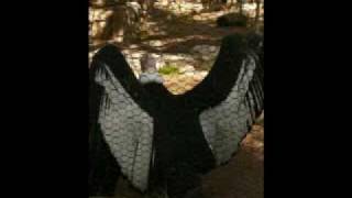 CONDORS having zoo SEX!