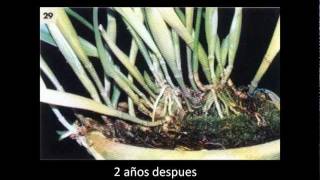 orquideas como reproduzir todas