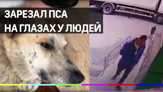 Зарезал пса на глазах у людей