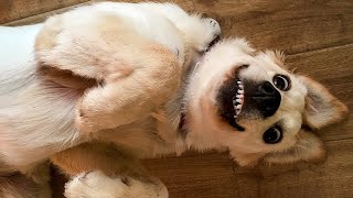 ? Funniest ? Dogs and ? Cats - Awesome Funny Pet Animals Life Videos ?