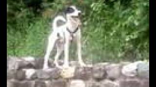 Parson Russell Terrier Big Jump Agility