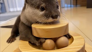 カワウソさくら 手を使うカワウソらしさを引き出しまくった！ Toy that bring out the curiosity of otter