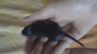 Мышка песчанка 15 дней. Детеныш песчанки Ляльки. Baby Mouse