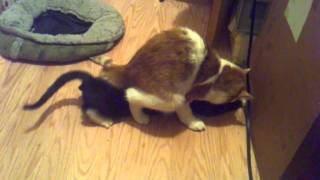 Cat in heat but her boyfriend can't help