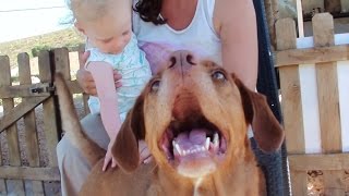 Uma tarde com canitos.