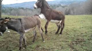 Boy Donkey Fail